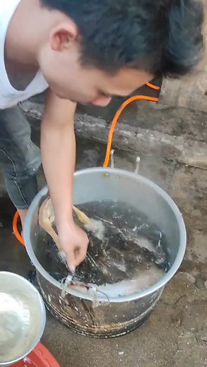 Plucking Chicken Feathers: A Step-by-Step Guide