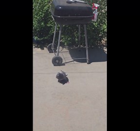 Confused pigeon walks in loops until a sneaky cat ends the show