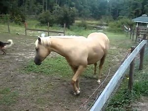 Huge Horse Fart - Funny