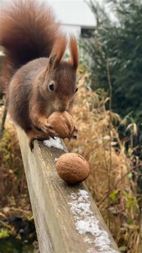 5 Unknown Animal Facts That Will Blow Your Mind!"🤯#facts #shorts #viral