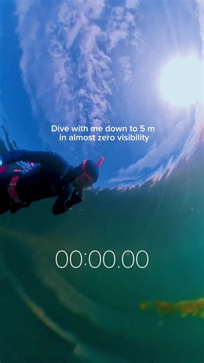 Murky water but still interesting underwater world 🥰 #freediving #diving #underwater #kelpforest #lagunabeach