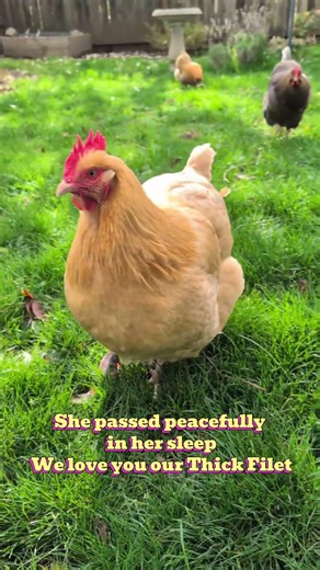 Forever in our hearts Mrs Doubtfire 🌈🐤 #rainbowbridge #chicken #bekind