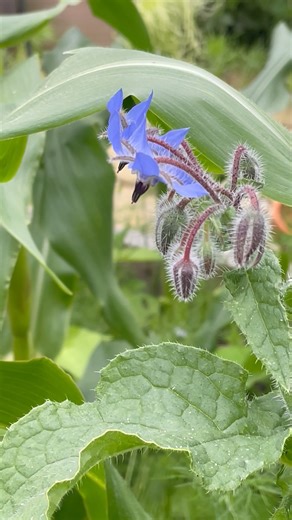 The Benefits of Growing Borage https://www.growveg.com/guides/the-benefits-of-growing-borage/ | GrowVeg