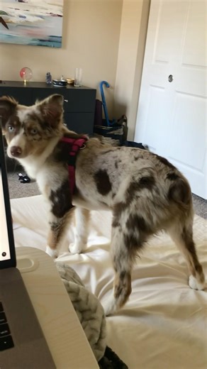 MINI AUSSIE IS BORN DRUMMER 🐶🥁✨ #trending #blink