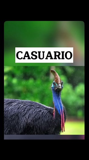 Fauna del Bosque: Aves Inusuales y Sus Sonidos