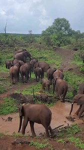 We can’t save every elephant in need, but we can save some - and for us, that means everything. 💞🐘💞 It’s heartbreaking to think that every single elephant in our care would have surely suffered or passed away if we hadn’t been called to help them. So when we look at our herd of elephants, we don’t just see survivors - we see hope, resilience, and a future that almost wasn’t… Each one is a testament to the power of compassion, care, and conservation. Every bottle fed, every gentle trunk touch,