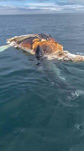18M views · 42K reactions | Beautiful view of a white shark taken yesterday off of Nantucket, swimming by a boat on its way to feed on a whale carcass. Video by Norm Frazee out with Bill Fisher Tackle | Atlantic White Shark Conservancy | Facebook