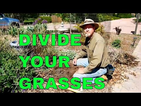 How to Divide and Propagate Ornamental Grass