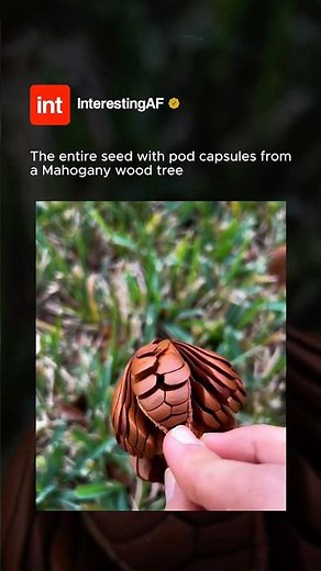 Mahogany Tree Seed 🌲