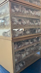 PURO ROEDORES DEL BAJIO ! #roedoresdelbajio #snake #alimentovivo #roedores #crianza #ratbreedersofinstagram #ratfarm #rattusnorvegicus #rodentbreeder #rataafricana #aeropuerto #envioaereo | Roedores Del Bajío