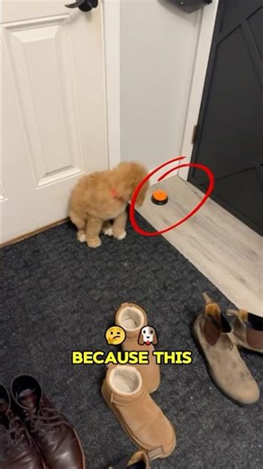 Dog Uses Button to Tell Owner It Needs to Poop! 🐶💩