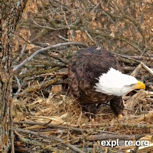 3.3M views · 79K reactions | Tiny home problems on the Decorah North nest. | explore.org | Facebook