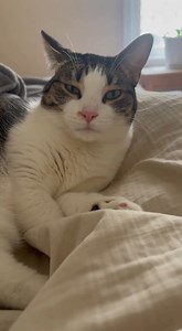 2.9K views · 39 reactions | Cuando te interrumpen mientras te acicalas #cat #pets #reelsviralシ #parati #style | The Split Screen | Facebook