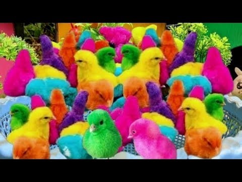 Colorful Chickens, World Cute Chickens, Rainbows Chickens, Cute Cat, Rabbit, Cute Animals #290