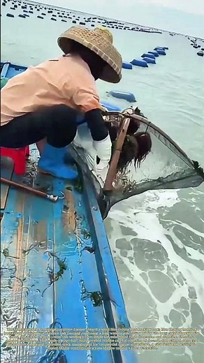 Hooking Floating Cages: Harvesting Farmed Fish Seedlings from Coastal Aquaculture Racks