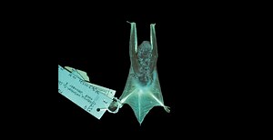 These North American Bat Species Glow in the Dark