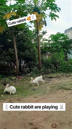Trendingvideo🐇#mycutebunny#khargosh#rabbit#youtubeshorts#pets#animals #cuterabbit