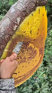 On process a take honeycomb | Aris Purwadi