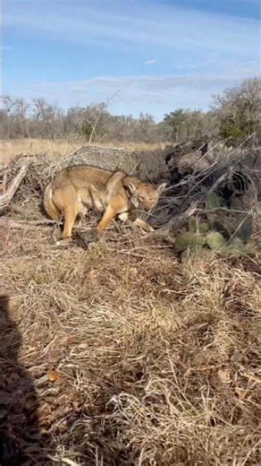 Type of coyote I’d keep in a urine cage to collect off of. #trapping #adc #coyotetrapping