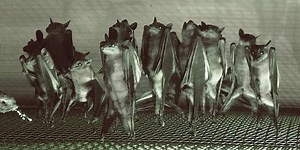 Watch As Taxonomists Painstakingly Clean And Assemble a Bat Skeleton