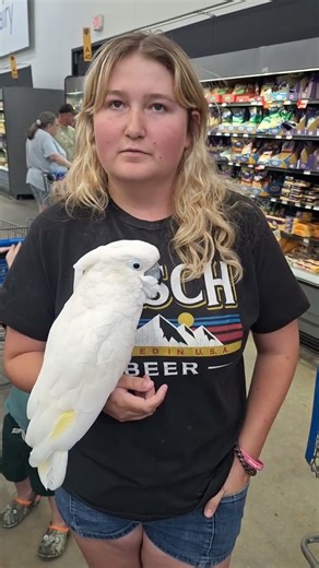 Umbrella Cockatoo at Walmart!