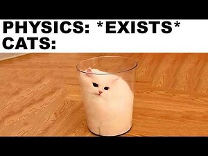 Cat Memes That Make No Sense