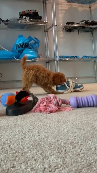 Heartwarming Toy Poodle Crying Video