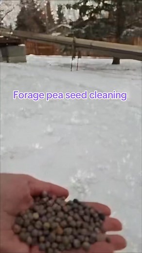 1K views | Cleaning forage pea seed  | Stamp Seeds | Facebook