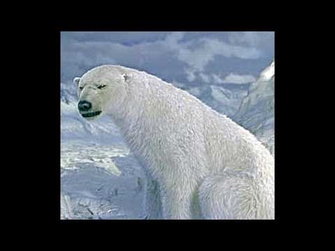 The Golden Compass: Iorek Byrnison (2007) (With Picture) (3)