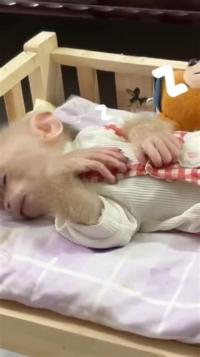 Naughty Monkey TV 🐒 | Funny Baby Monkey Videos Compilation | Cute & Naughty Moments