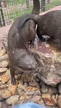 Celebrating National Otter Day with some of the cutest faces at the sanctuary 🤍🦦 #Otter