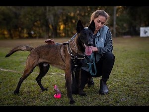 BELGIAN MALINOIS PROTECTION TRAINING SESSION || Ivan Balabanov training a Premier Protection Dog!