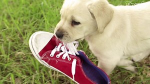 Getting a New Puppy? Here are 4 Ways to Make It Easy