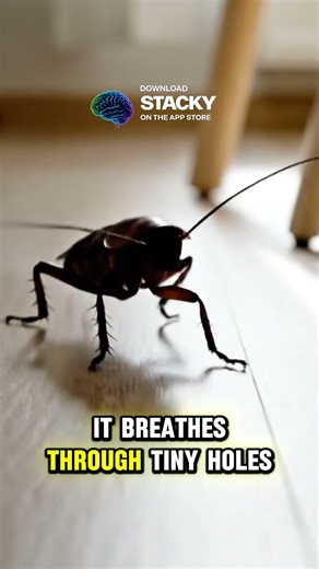 While a cockroach can live without its head for several weeks