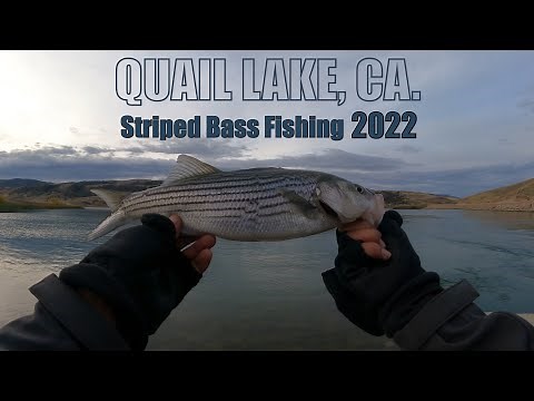 Fishing for Striped Bass | Quail Lake, CA.