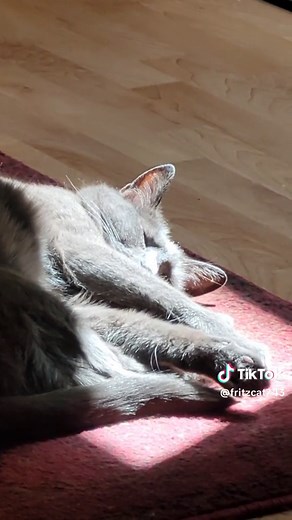 Fritz the cat on TikTok