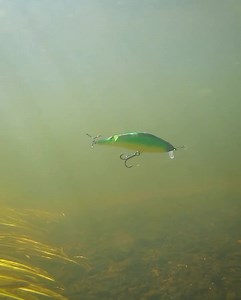 203 reactions · 16 comments | Check out the Gonzo  This classic loud and proud shallow diver will shake, rattle and roll to get the predators biting. Watch til the end to hear the noise of that loud rattle  #foxrage #foxragepredator #lurefishing | Fox Rage | Facebook