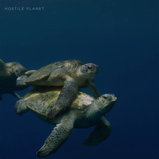 Consider us shell-SHOOK 🐢 This female green turtle puts her strength—and lung capacity—to the test as she fends off her pursuers in a race to the water’s surface. #HostilePlanet is now streaming on Disney . Stream the #ourHOME collection all month long. | National Geographic Animals