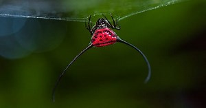 Top 10 Astonishingly Beautiful Spiders