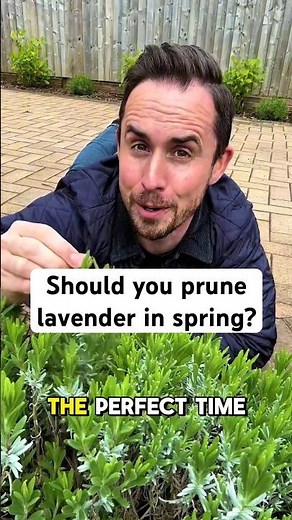 How to prune lavender in spring #garden #gardening