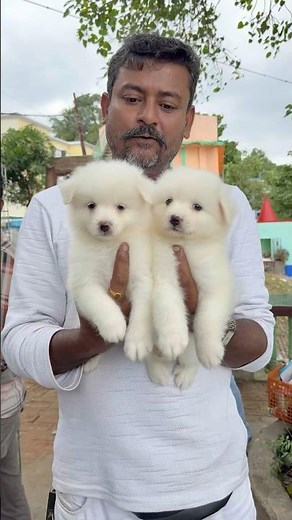 Full White German Spitz Puppies Sale. #pets #dogbreed