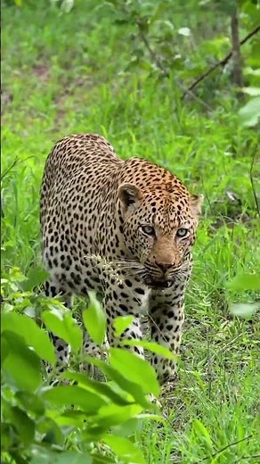 Hunters Spot a Cheetah in the Jungle | Rare Wildlife Moment Caught on Camera