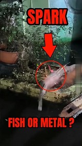 Why Alligator Gar Fish Skin Behaves Like Steel | Sparks While Cutting | Science Explained#Alligator