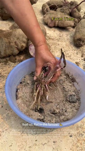 Do You Know Why Purple Yam Cuts Are Sealed with Soil ❓