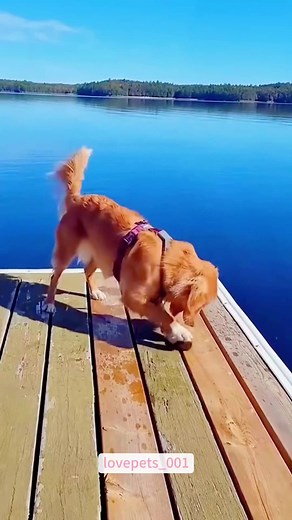 My dog accidentally fell into the water.🤣🤣🤣#dog #dogs #dogsoftiktok #doglover #funny #foryou #funnyvideos #viral #fypシ #funnytiktok #funnyanimals #usa🇺🇸