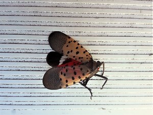 Spotted Lanternfly In Virginia: Quarantines, Timing Of Life Cycle