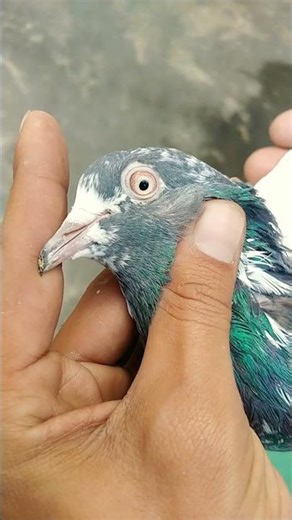 🔥 Legendary Heat-Flying Champion Pigeon #shortsfeed#pigeon