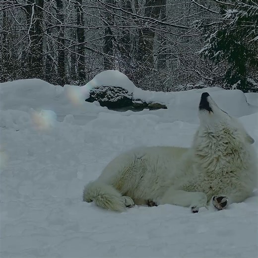 104K views · 9.9K reactions | The night belongs to wolves  | Wolf Conservation Center | Facebook