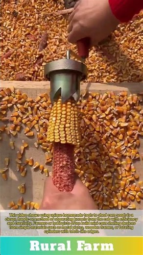 Unique tools to shed corn seeds: homemade mini corn separating corn from its stalk