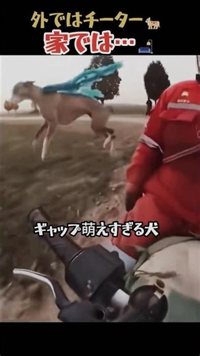 グレイハウンドを散歩させる時、絶対にリードを離してはいけない理由